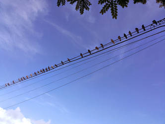 Wired pigeons