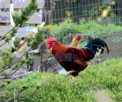 Rooster