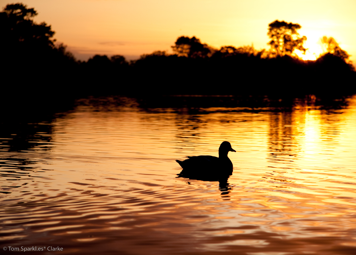 Sunset Duck