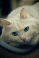 White Cat1