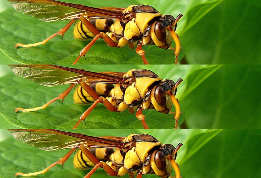 All Insects List Deviantart Insect by eduardolivs on DeviantArt