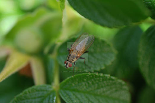 Bug on a leaf