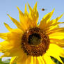 Sunflower and Bee