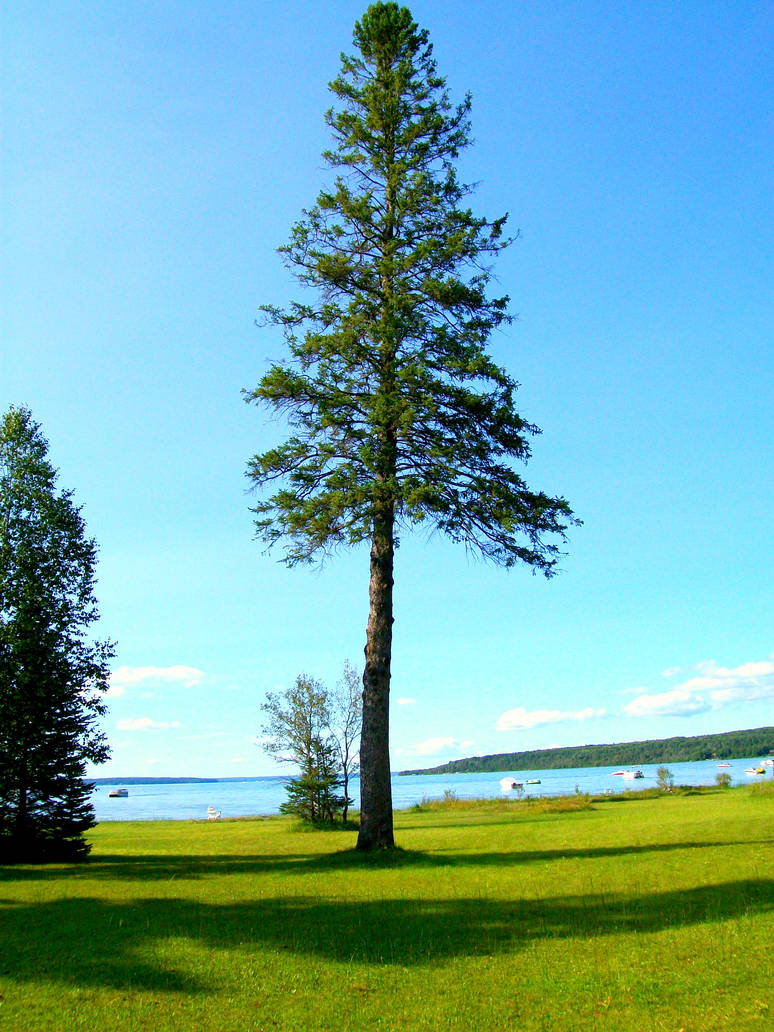 Original Tree Images original tree by Blixiewithwaffles on DeviantArt
