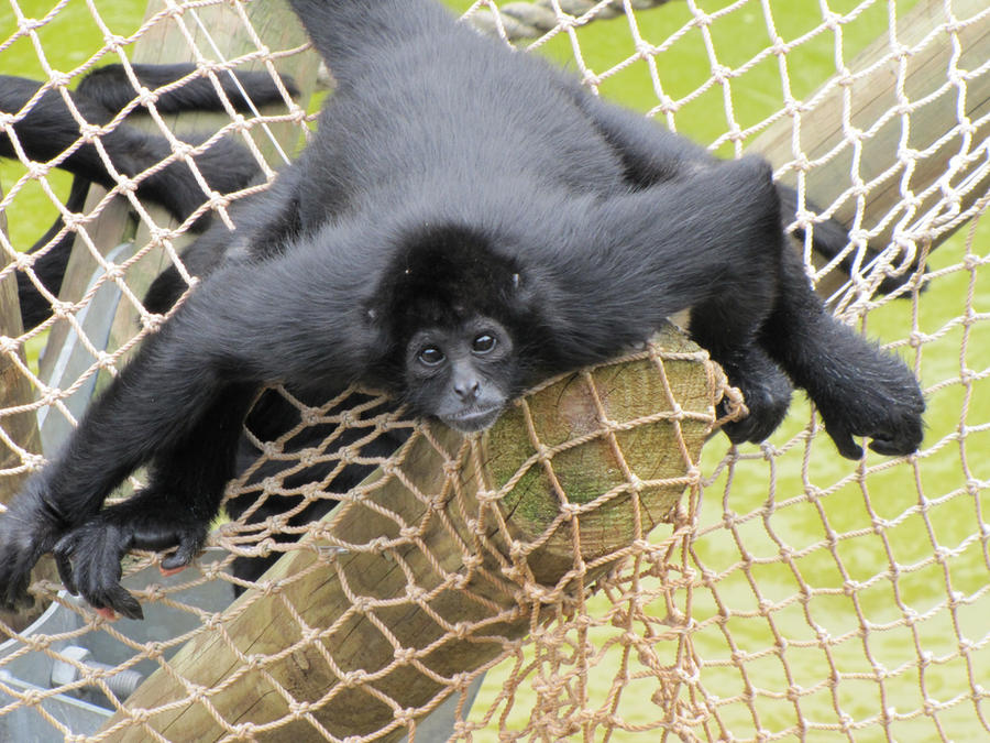 Spider Monkey Deviantart Spider Monkey by vickijeanmarie on DeviantArt