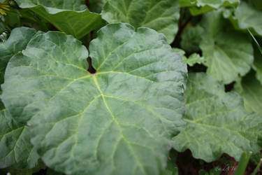 From the Rhubarb Patch