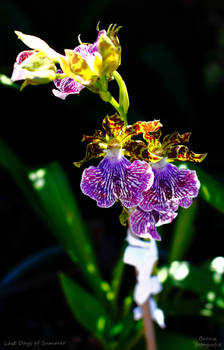 Summer Orchid