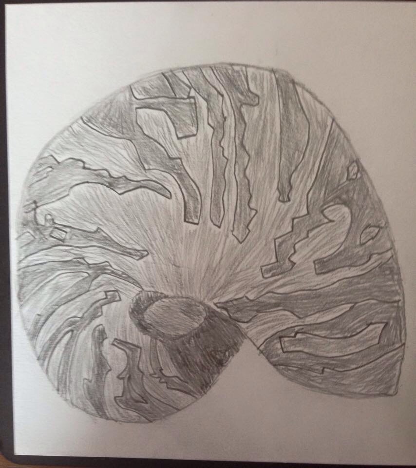 Shell pencil drawing by Redgeneration23 on DeviantArt