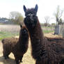 Drama Llama and Dolly Llama