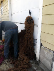 Kuzco Getting Sheared