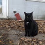 Bunny the Cat at the Backdoor