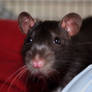 Emma the Rat