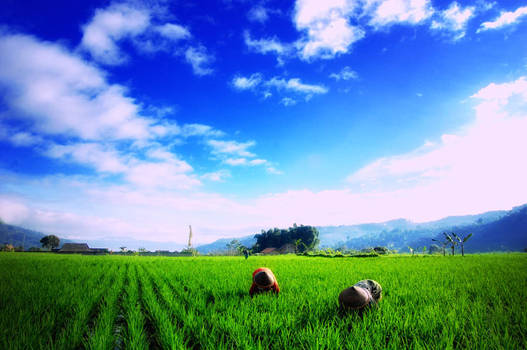 Harapan di pematang sawah