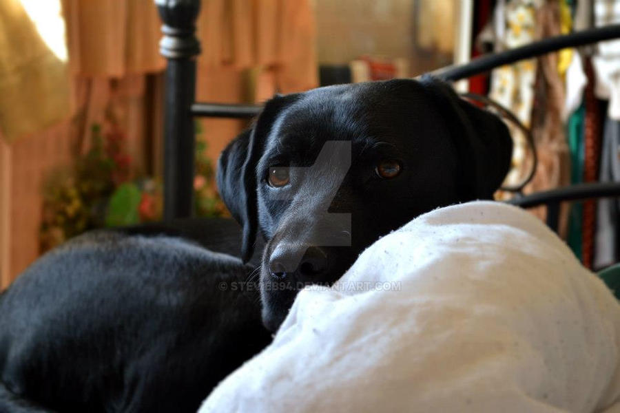 Black Lab Deviantart My Little black lab by stevieb94 on DeviantArt