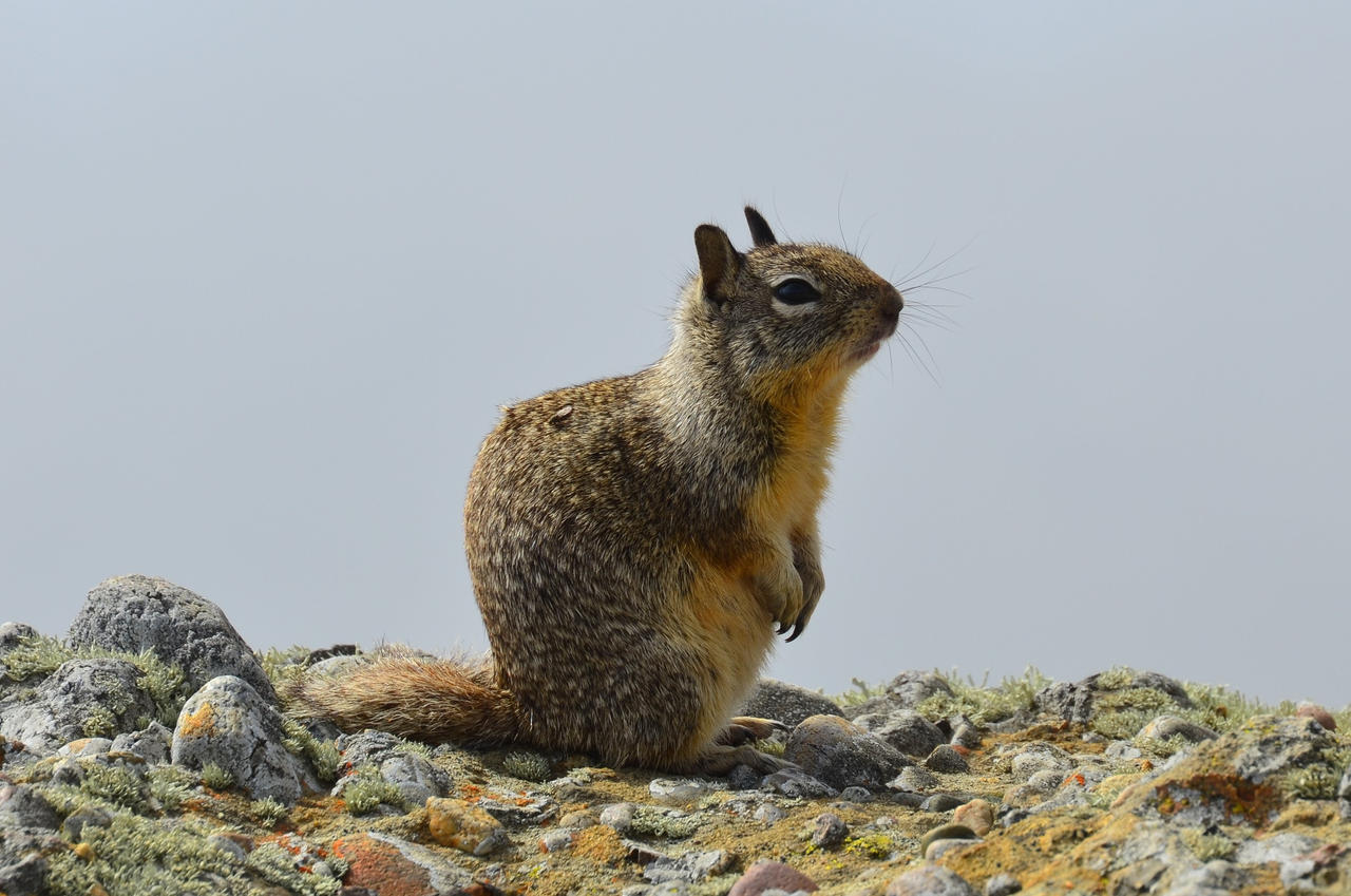 California Ground Squirrel