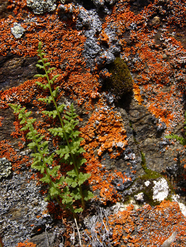 Fern Garden