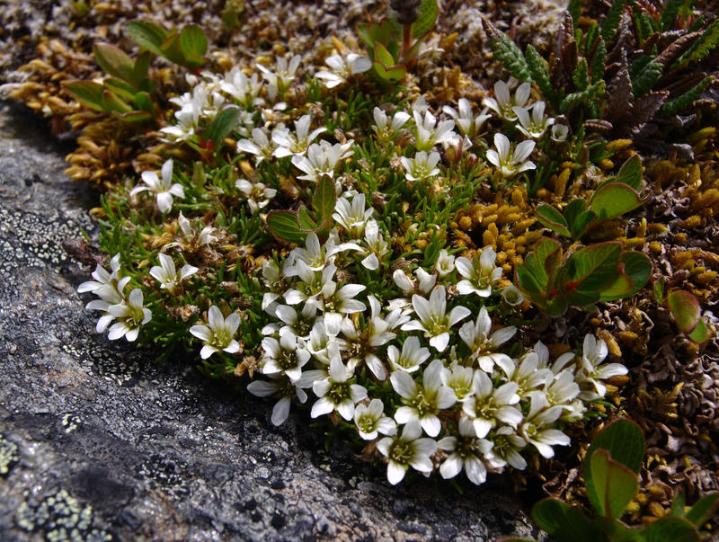 Minuartia grandiflora