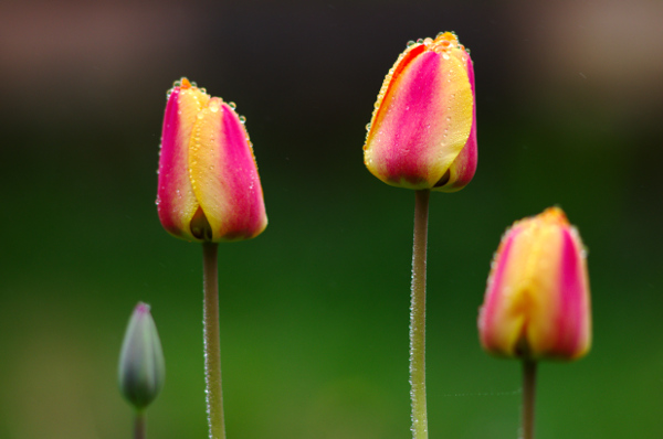 Tulips