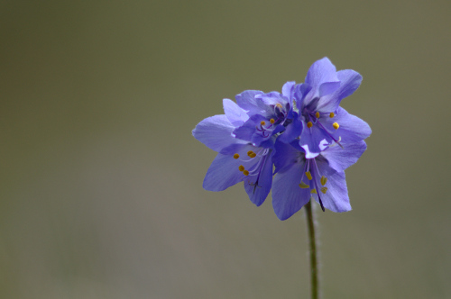 Polemonium