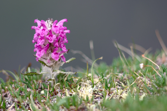 Pedicularis lanata