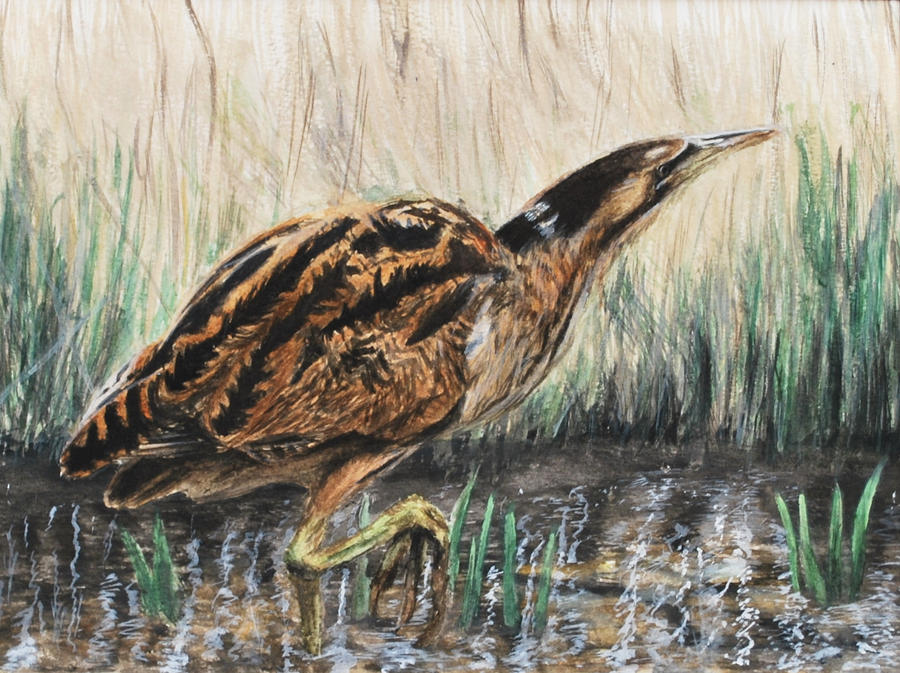 Bittern Draw Great Bittern by JimsGallery on DeviantArt