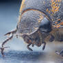 Beetle portrait (focus stacking again)