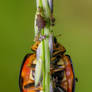 Ninja Ladybird