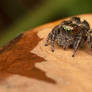Green eyed Jumping Spider