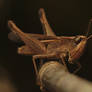 Brown Grasshopper Posing