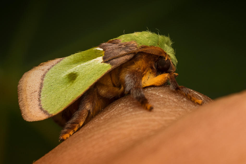 Green Moth (scouting on my hand) :)