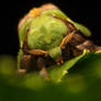Green Moth (finally posed) :)