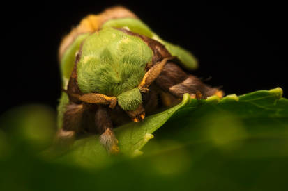 Green Moth (finally posed) :)