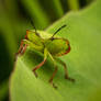 Green Shield bug Nymph