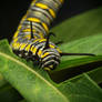 Caterpillar (getting bulkier)