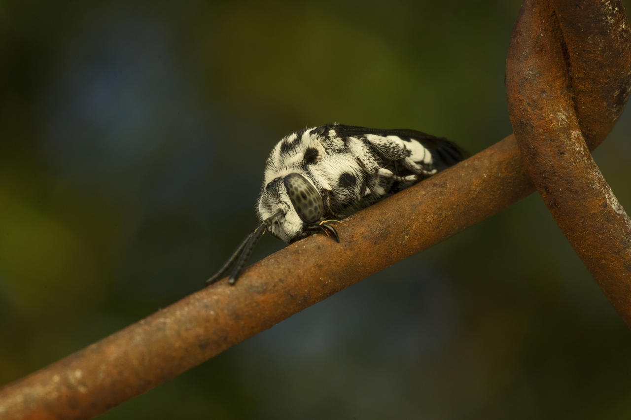 Cuckoo bee's strong jaws