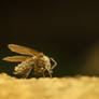 Drain Fly rests (or moth fly)