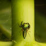 Climbing Yggdrasil :-] (iridescent jumping spider)