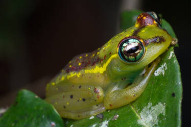 Tree skeleton frog