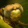 Up close and nothing personal :D (Dragonfly)