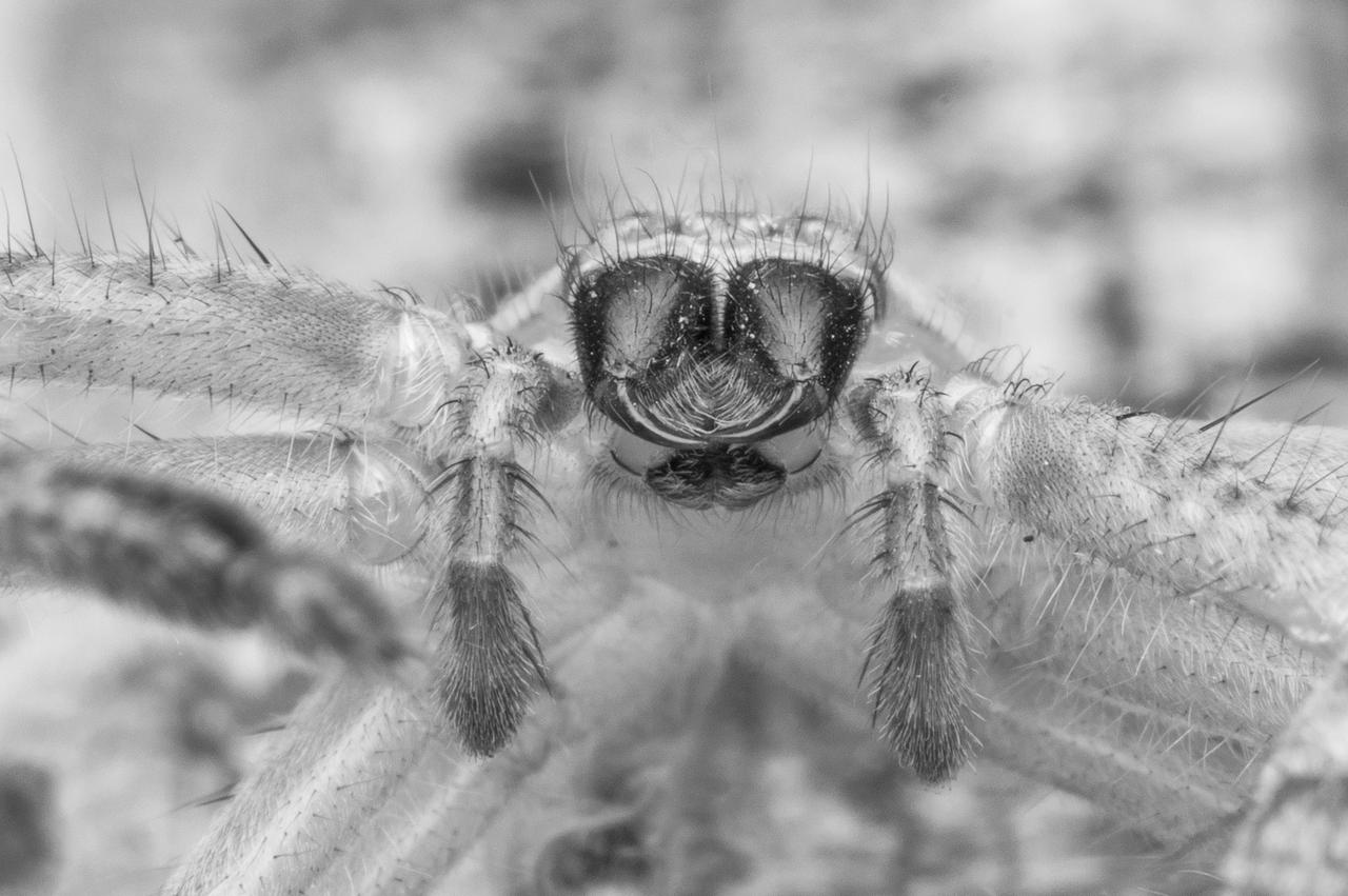 Big Fang's husk [huntsman spider]