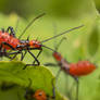 Red spiked squad (leaf-footed bug's nymphs?)