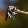 Disturbed Cuckoo 2