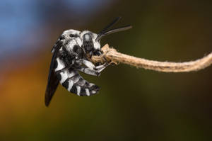 Disturbed Cuckoo 2 by Kisarisary Disturbed Cuckoo 2 by Kisarisary