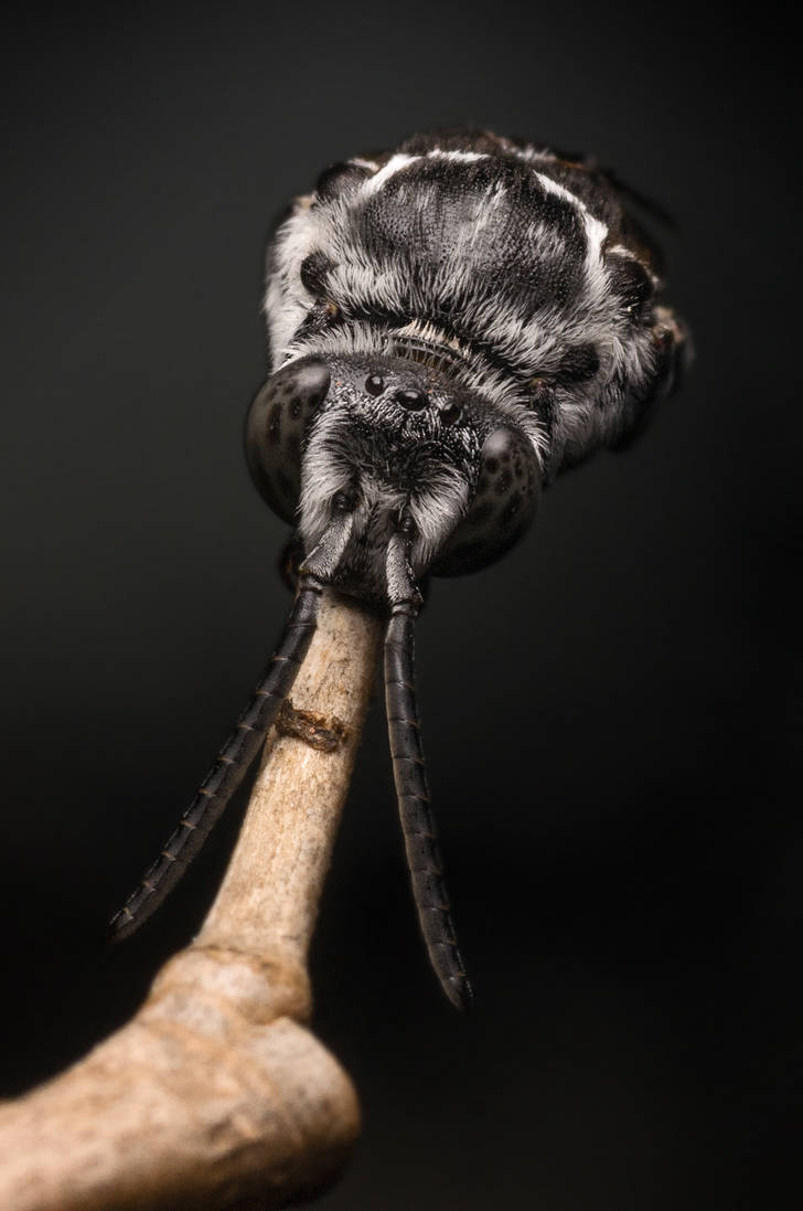 Sleepy fluffy (cuckoo bee) :D by Kisarisary Sleepy fluffy (cuckoo bee) :D by Kisarisary