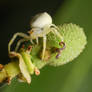 Litchi's keeper (crab spider)