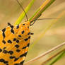 Spotted yellow butterfly