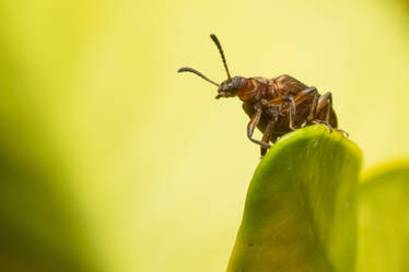 Red Hairy Vigilante (beetle)