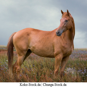 Chestnut in field avatar