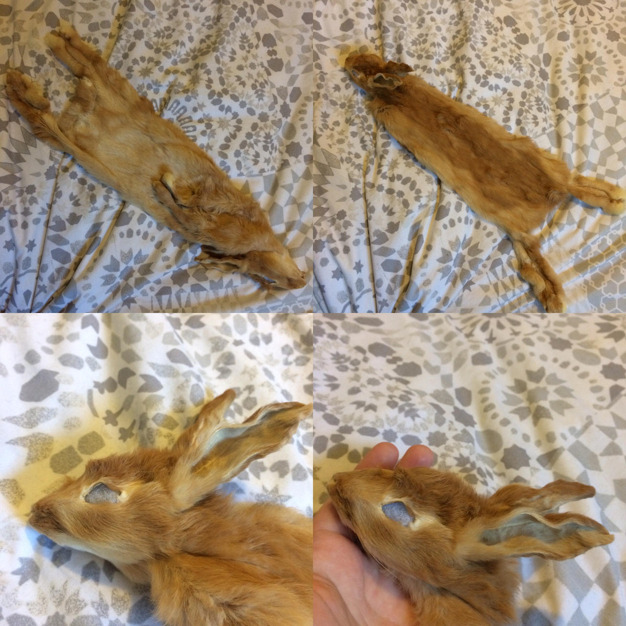 Mountable Rabbit Taxidermy Sale - Personal Collection by Hawock on DeviantArt