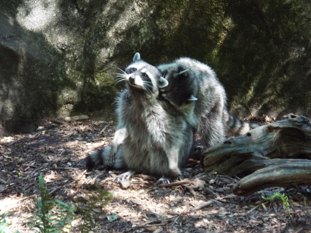 Rowdy Racoons Rowdy Raccoon by BFitzthum on DeviantArt